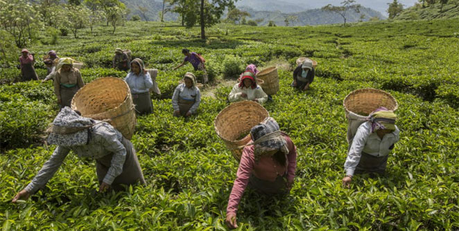 Darjeeling4