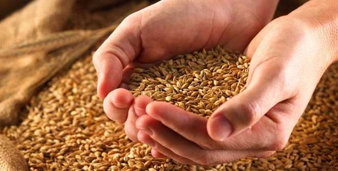 grain