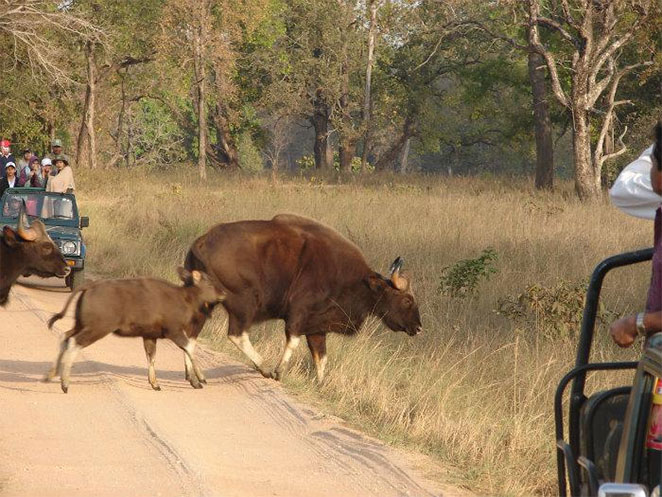 Kanha-Sanctuary2