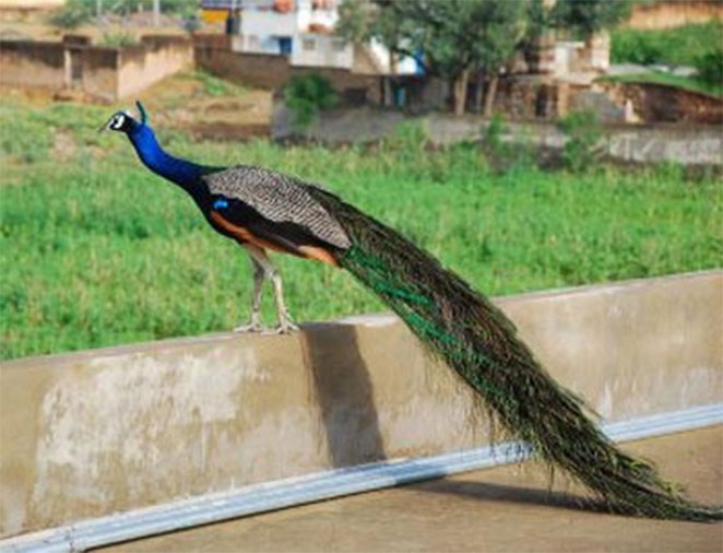 Peacock