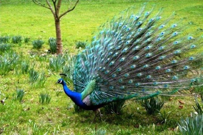 Peacock1