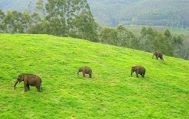 Munnar1