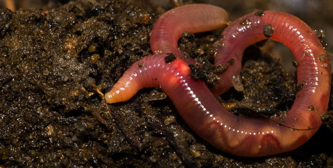 earthworm