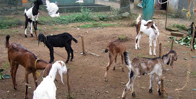 नागपुरातून १ लाख शेळ्या मेंढ्यांची विदेशात निर्यात 