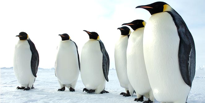 penguine