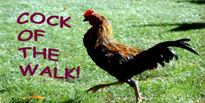 cock