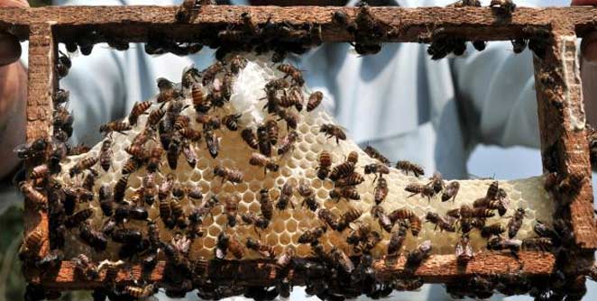 honey