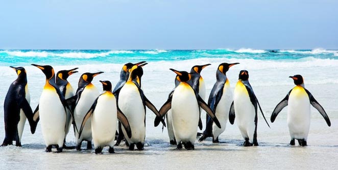 penguin
