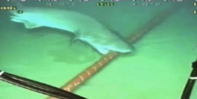 shark