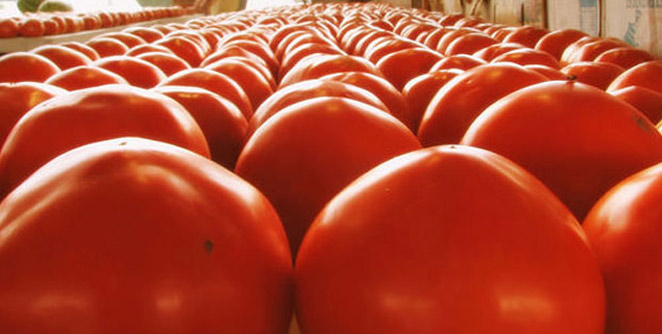 tomato