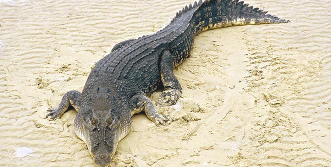 crocodile