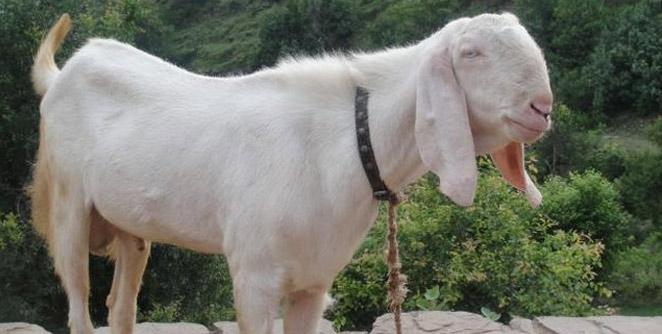 goat