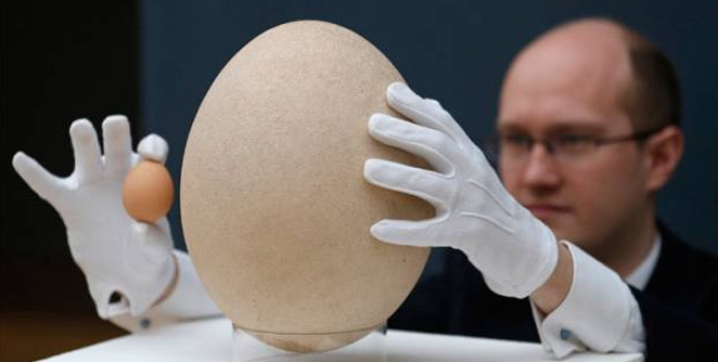 egg (1)