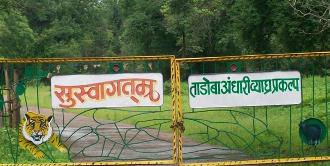 tadoba