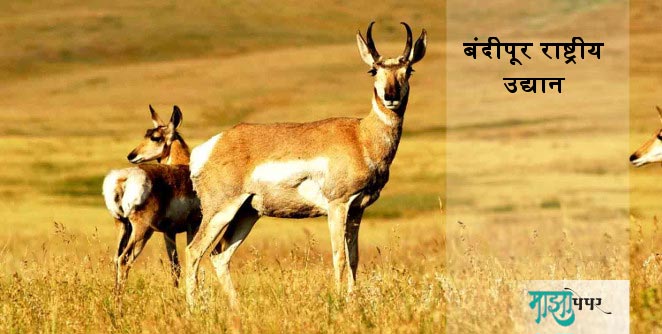 bandipur