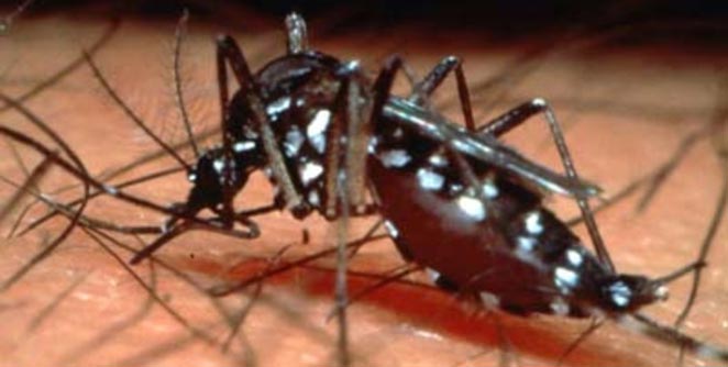 dengue