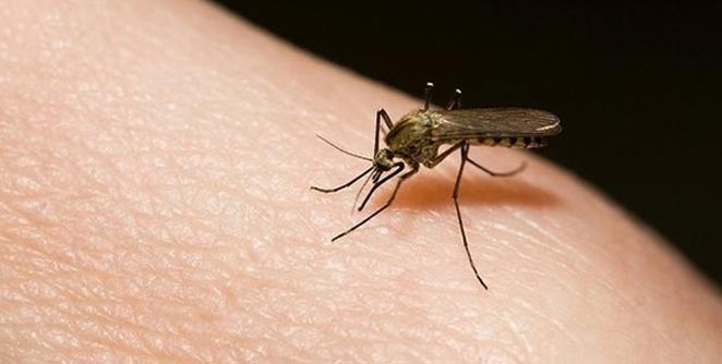dengue