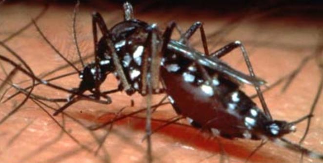 dengue