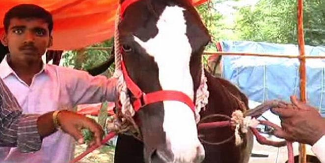 horse