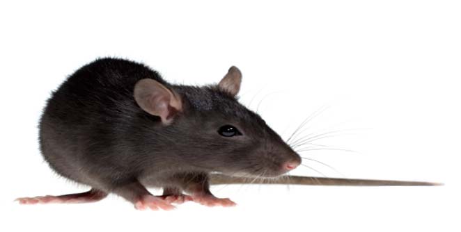 mouse