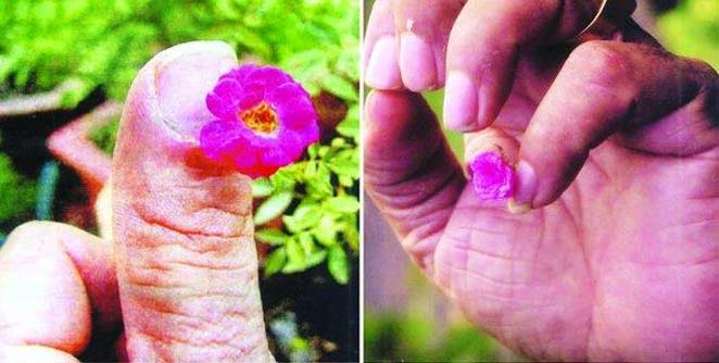 rose