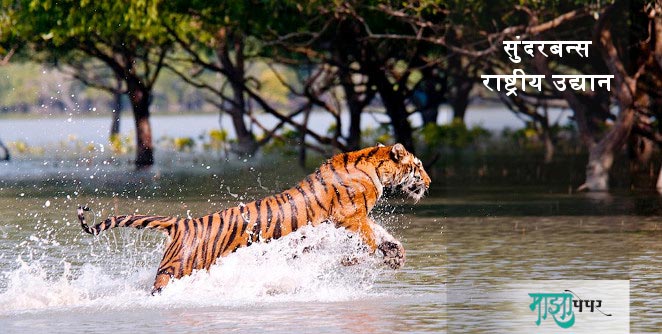 sunderban