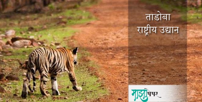 tadoba