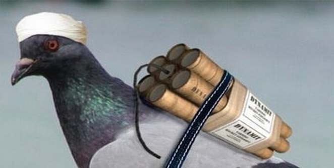 birds