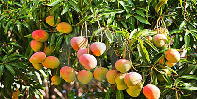 mango