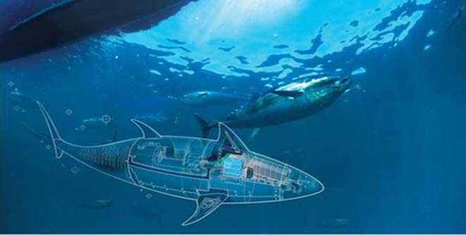 tuna