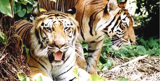 tigers