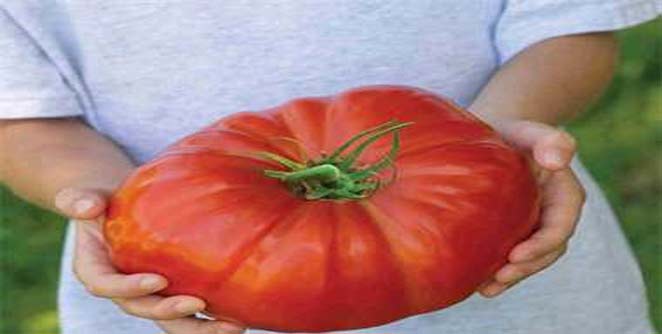 tomato