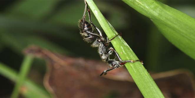 ants