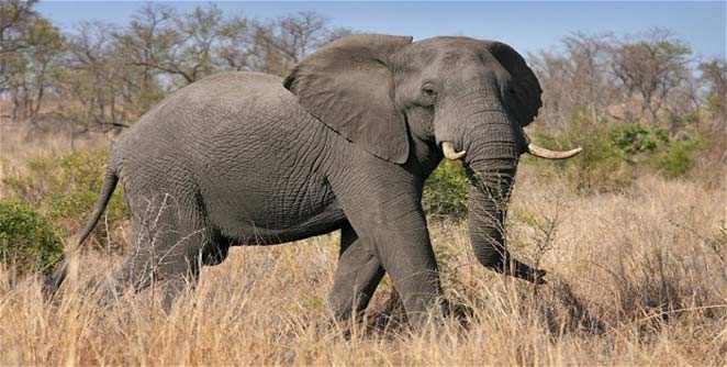 elephant