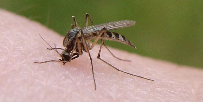 maleria