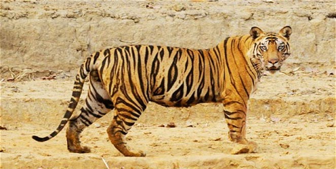 tiger