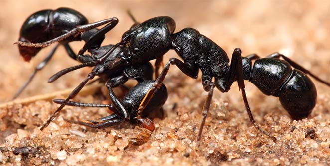 ants