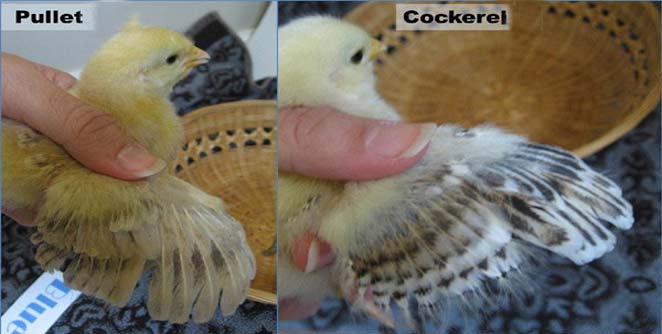 chick