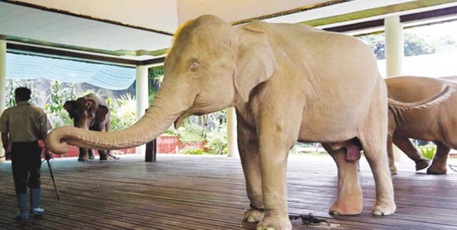 elephant