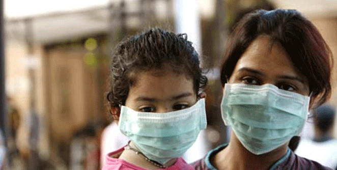 swine