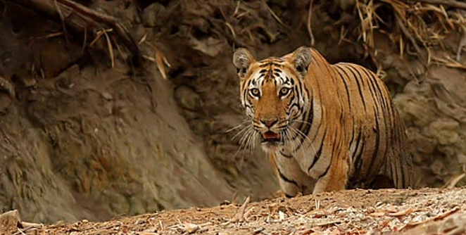 tadoba