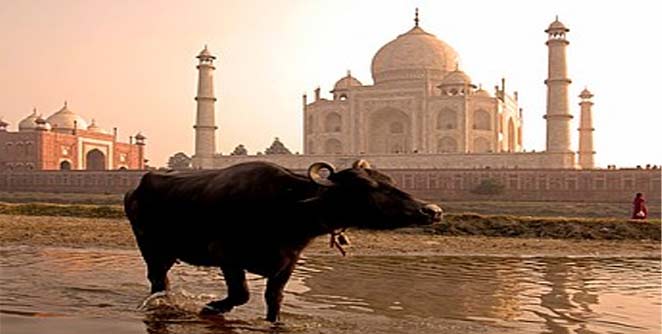 tajmahal