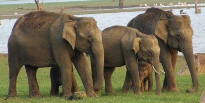 elephant