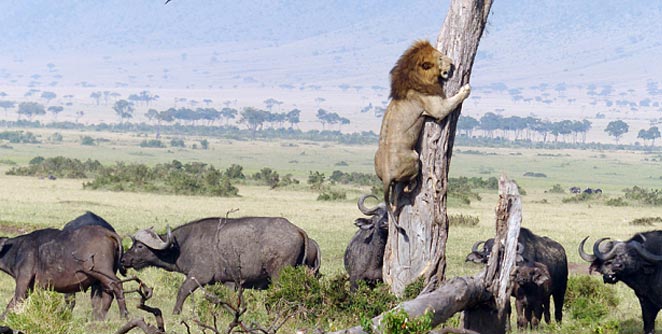 lion