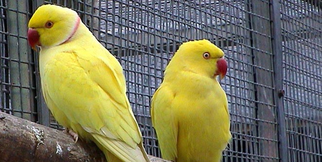 parrot