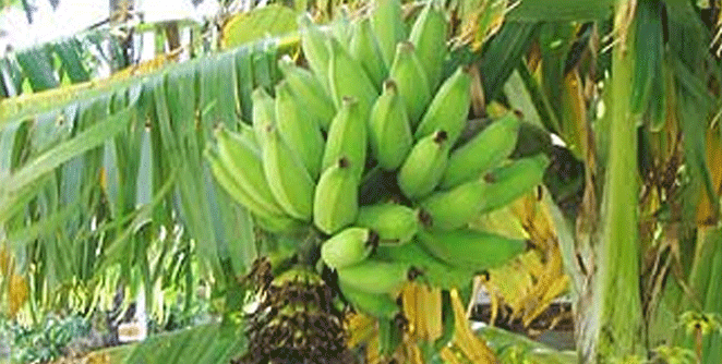 banana