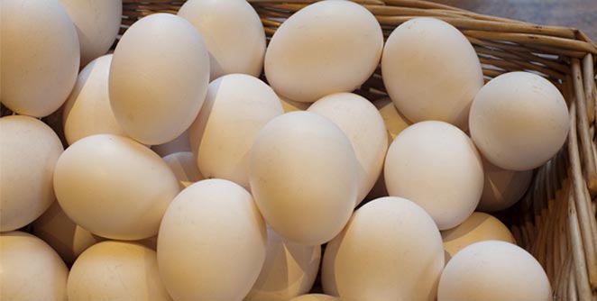egg