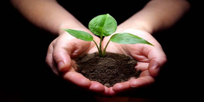 saplings