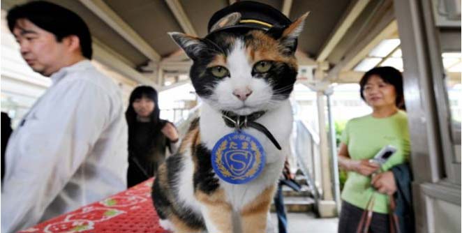 tama-manjar