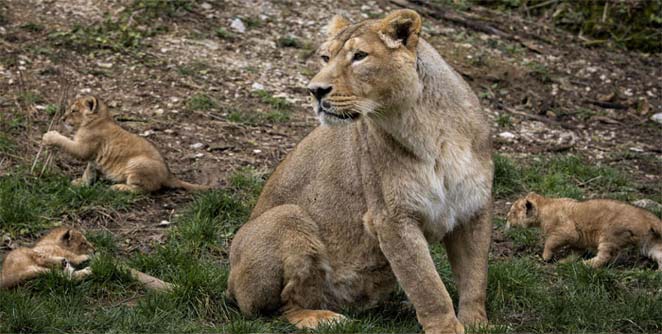 lions